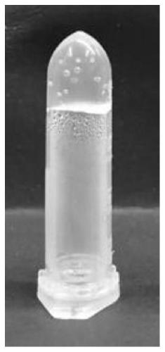 Rare earth nucleoside fluorescent hydrogel, preparation method and application in fluorescent coding