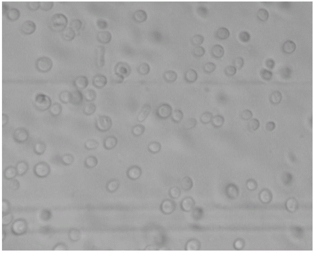 Yarrowia lipolytica strain and method thereof for synthesizing erythritol