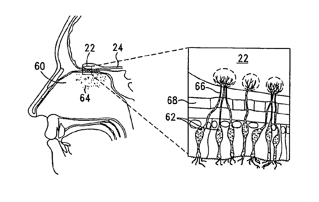 Method and system for modulating eating behavior by means of neuro-electrical coded signals