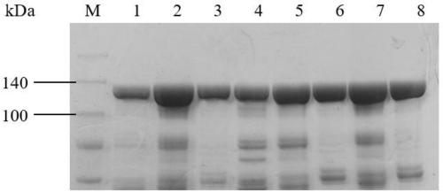 P450BM3 mutant, and application of P450BM3 mutant in hydroquinone synthesis using benzene or phenol as substrate