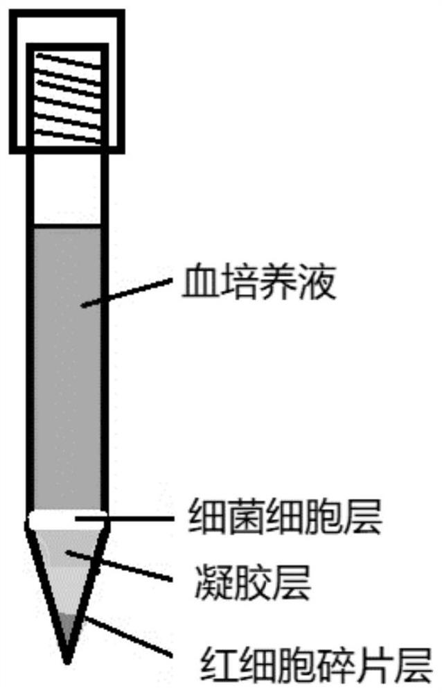 Separation reagent, preparation method and applications of separation reagent, method for separating bacteria and gel extraction tube