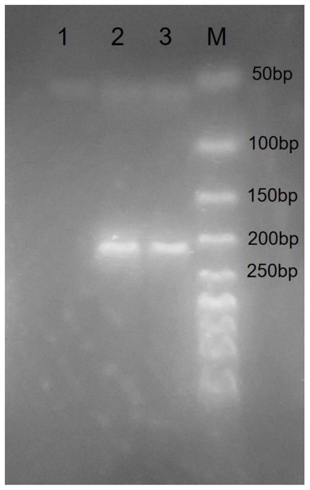 FKBP5 gene methylation detection primer and kit based on pyrosequencing technology