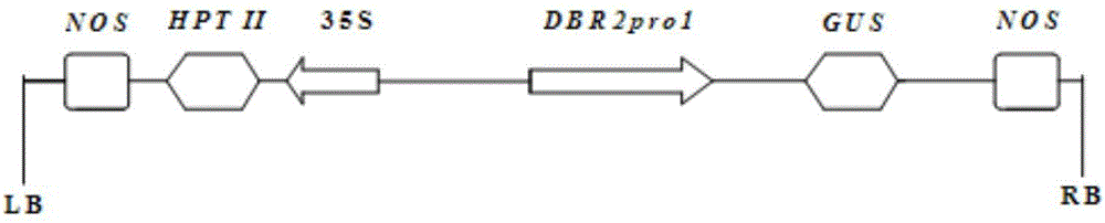 AaDBR2 gene promoter DBR2pro1 and applications thereof