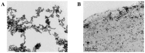 Preparation method and application of bismuth molybdate/boron nitrogen doped graphene photoelectric functional material