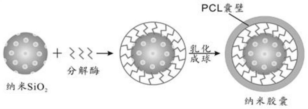 A kind of nano silicon dioxide/decomposition enzyme/polycaprolactone composite microsphere and its preparation method and application