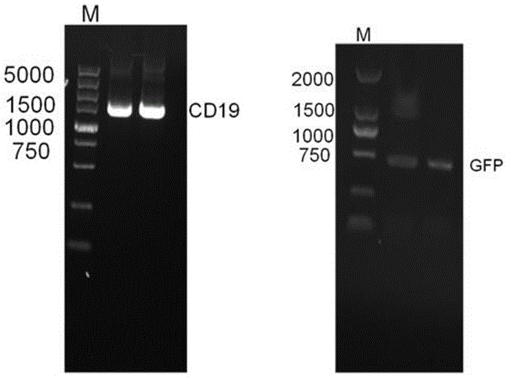 GFP-CD19 fusion protein and application thereof in cell marking aspect