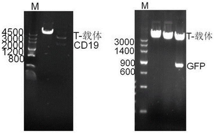 GFP-CD19 fusion protein and application thereof in cell marking aspect