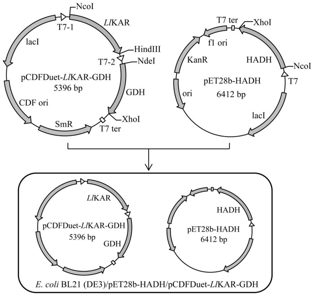 Ketoacid reductase, gene, engineering bacteria and its application in the synthesis of chiral aromatic 2-hydroxy acids
