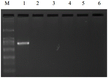 Nasba amplification primers, kits and detection methods for detecting hop dwarf viroid
