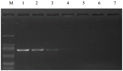 Nasba amplification primers, kits and detection methods for detecting hop dwarf viroid