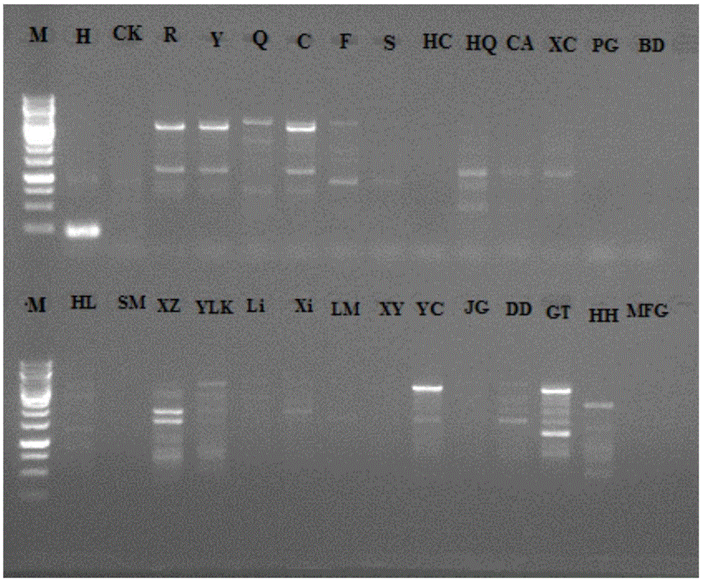 Codominant RFP molecular marker applicable for breeding citrus grandis with red-peel characteristic and application of codominant RFP molecular marker