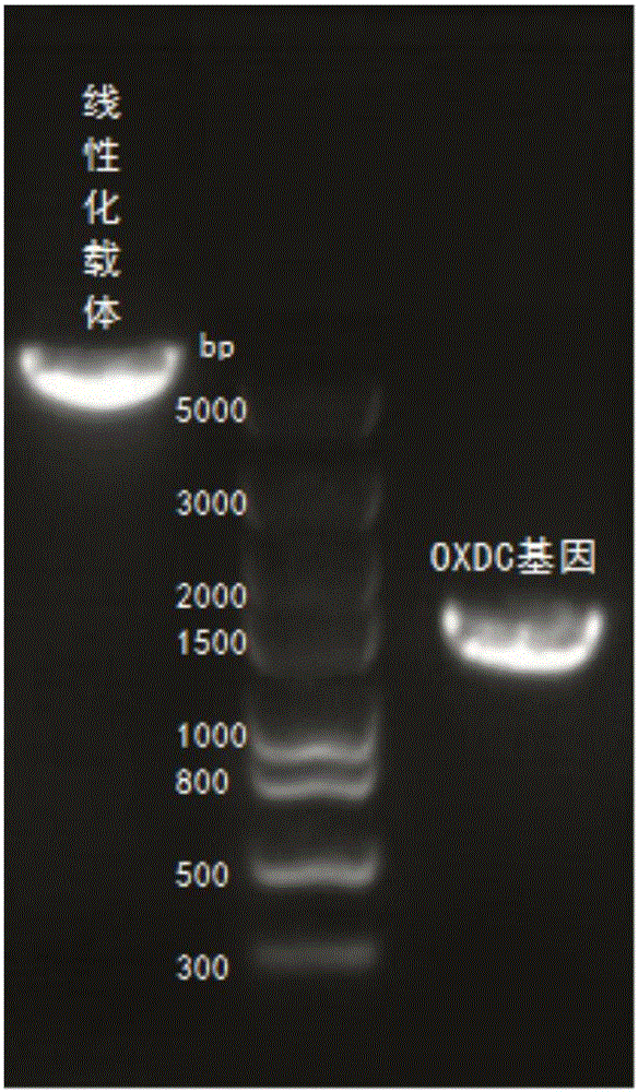 Oxalate decarboxylase and recombinant expression method of oxalate decarboxylase