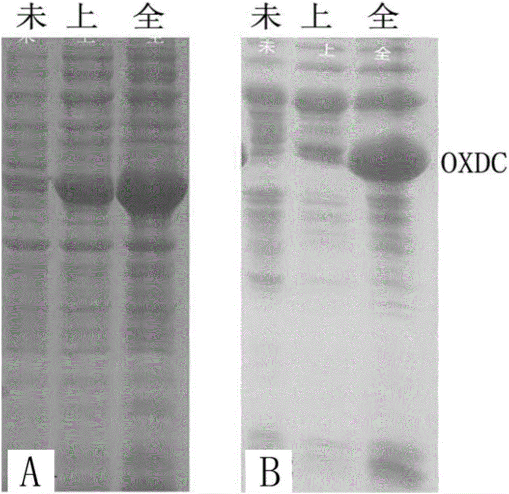 Oxalate decarboxylase and recombinant expression method of oxalate decarboxylase