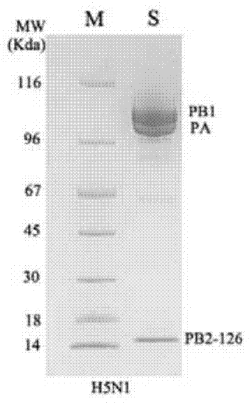 Method for purifying or crystallizing influenza virus rna polymerase