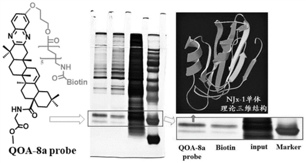 Higher eukaryote non-intron nested gene NJx-1 and expression protein and application thereof