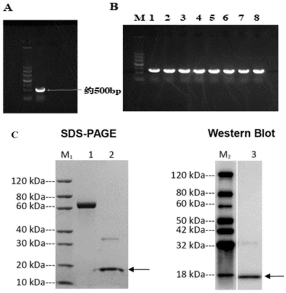 Higher eukaryote non-intron nested gene NJx-1 and expression protein and application thereof