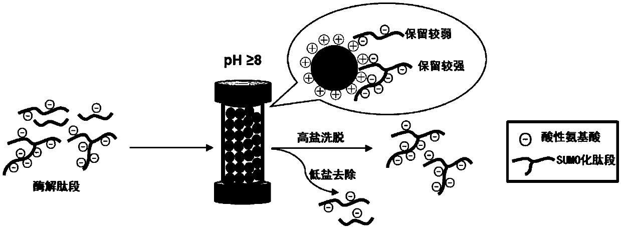 SUMOylation peptide fragment enrichment method based on anion exchange chromatographic column
