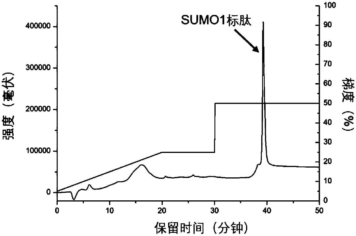 SUMOylation peptide fragment enrichment method based on anion exchange chromatographic column