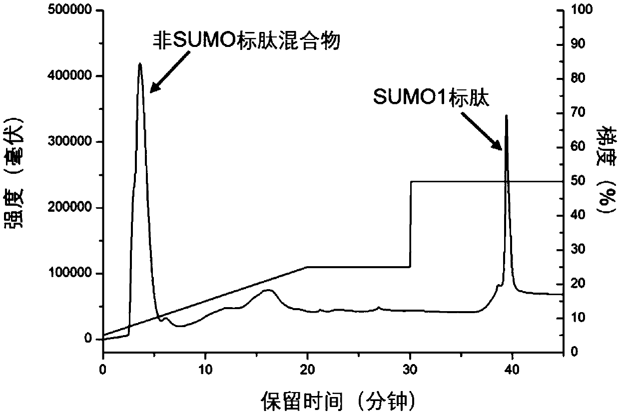 SUMOylation peptide fragment enrichment method based on anion exchange chromatographic column