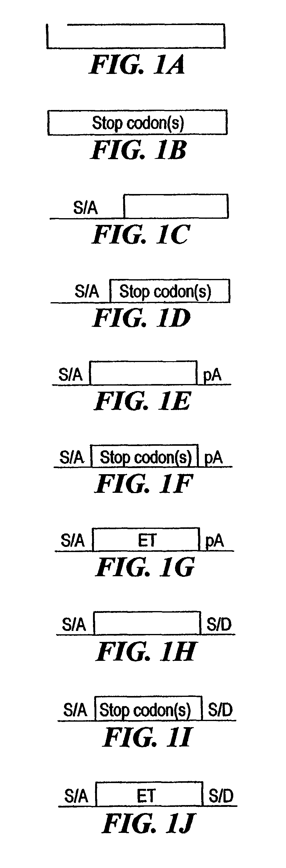 Compositions and methods for making mutations in cell lines and animals