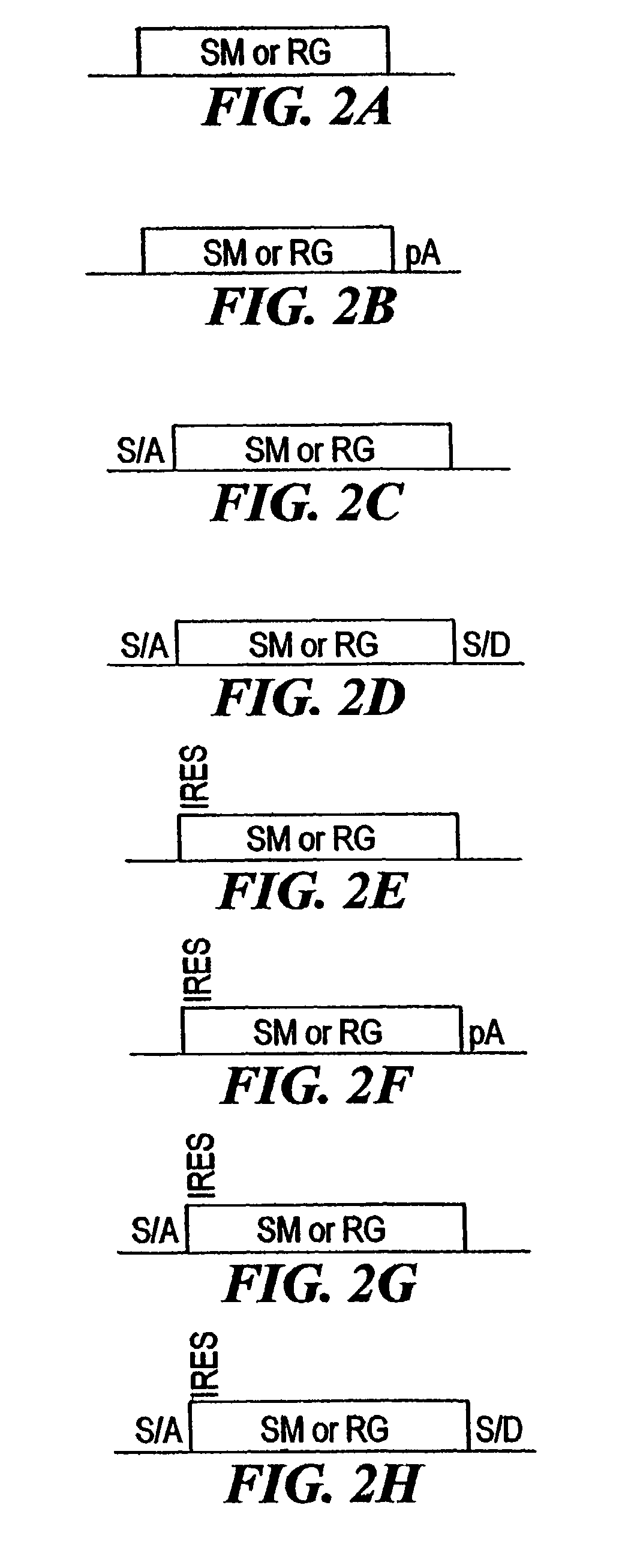 Compositions and methods for making mutations in cell lines and animals