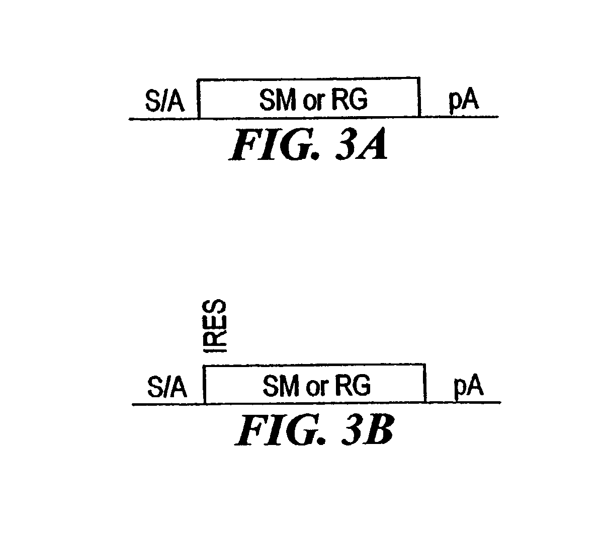 Compositions and methods for making mutations in cell lines and animals