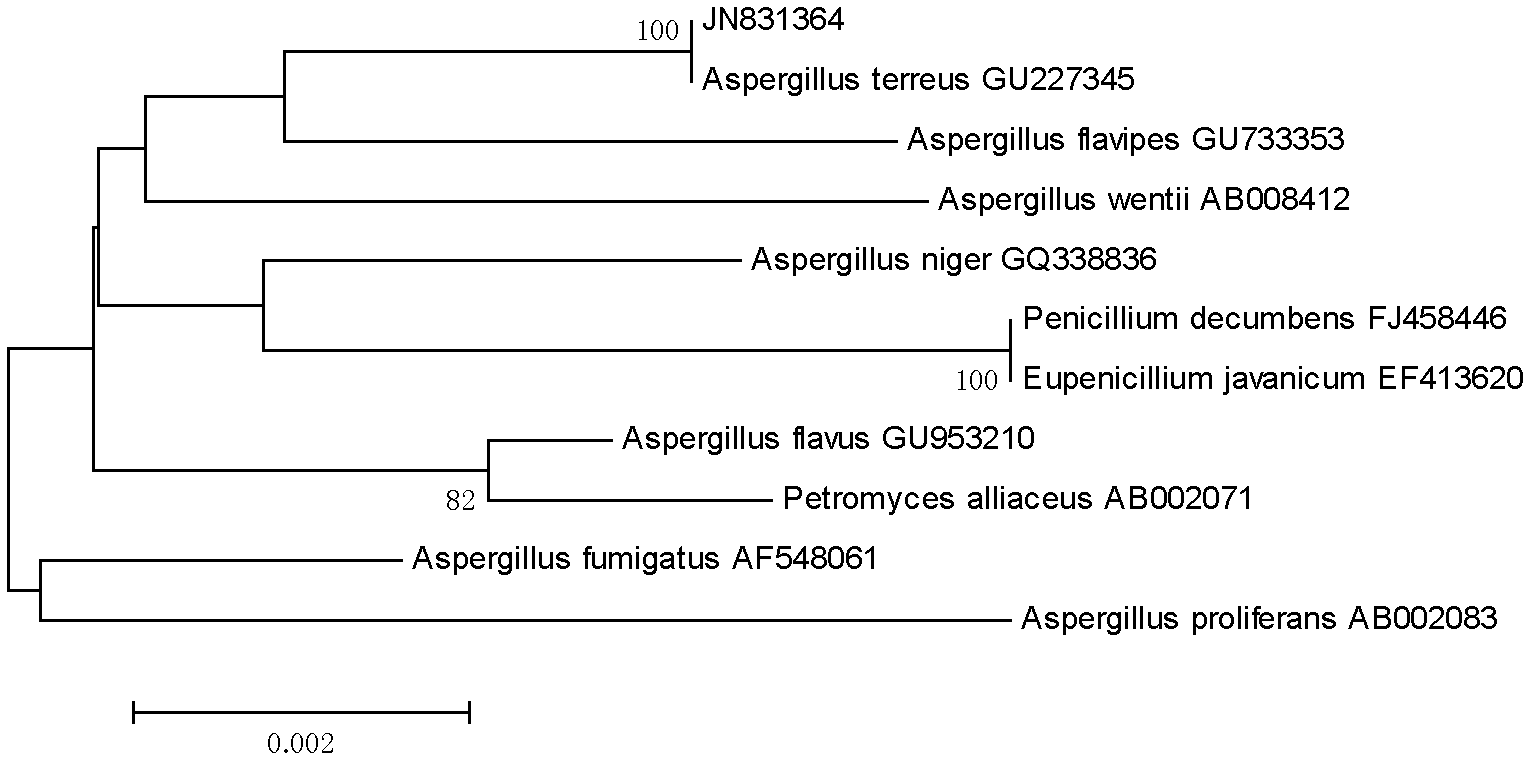 Symbiotic and epiphytic aspergillus terreus of sponge and use for preparation of (+)- terrein