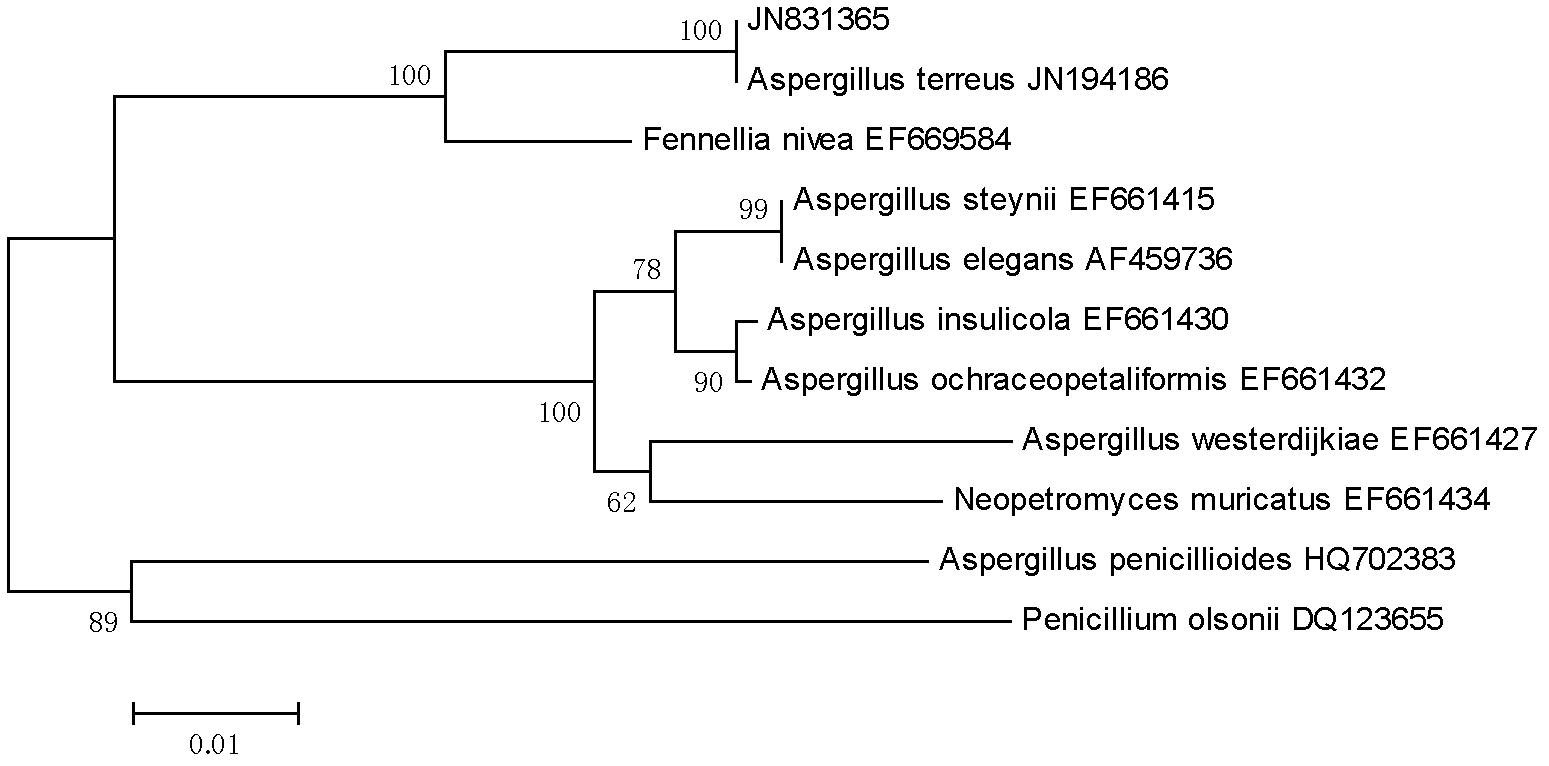 Symbiotic and epiphytic aspergillus terreus of sponge and use for preparation of (+)- terrein