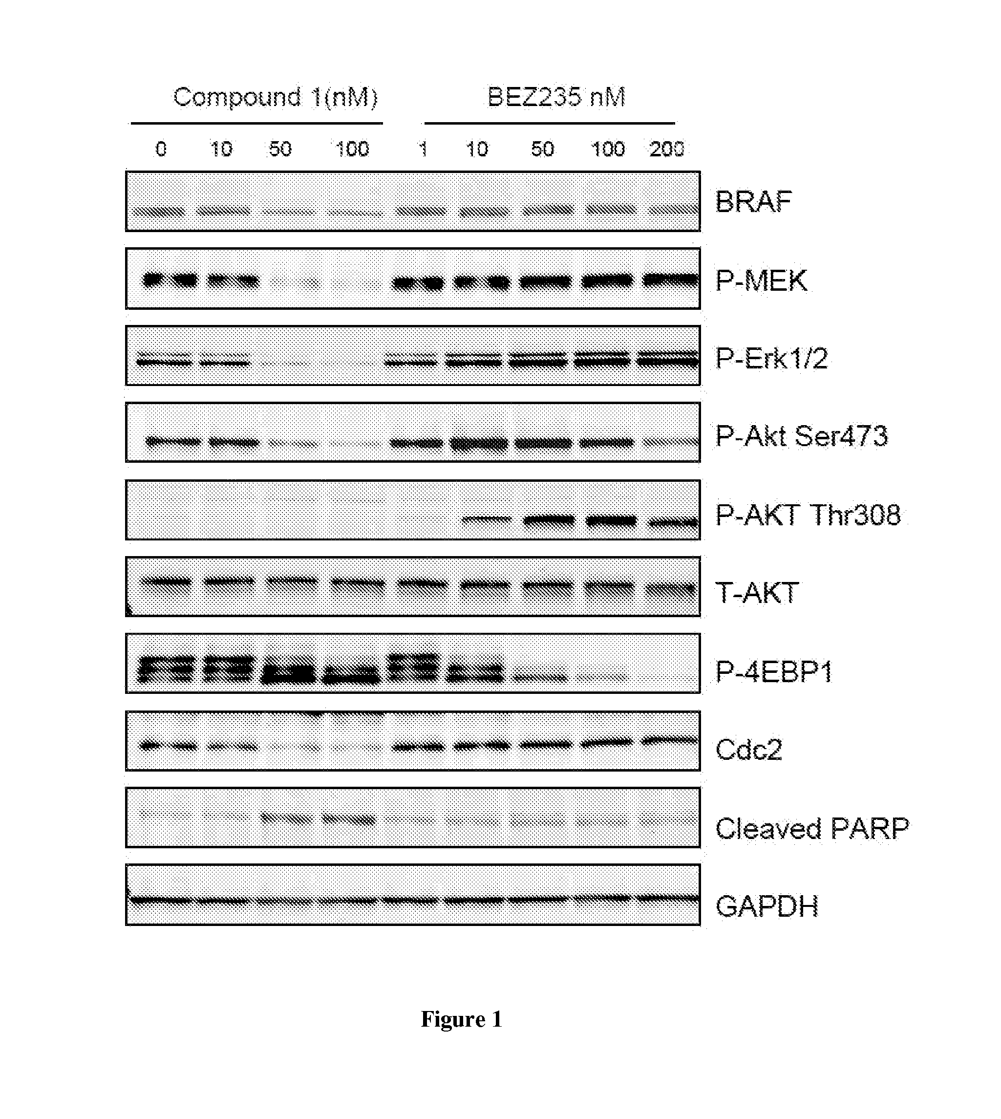 Combination therapy of hsp90 inhibitors with braf inhibitors