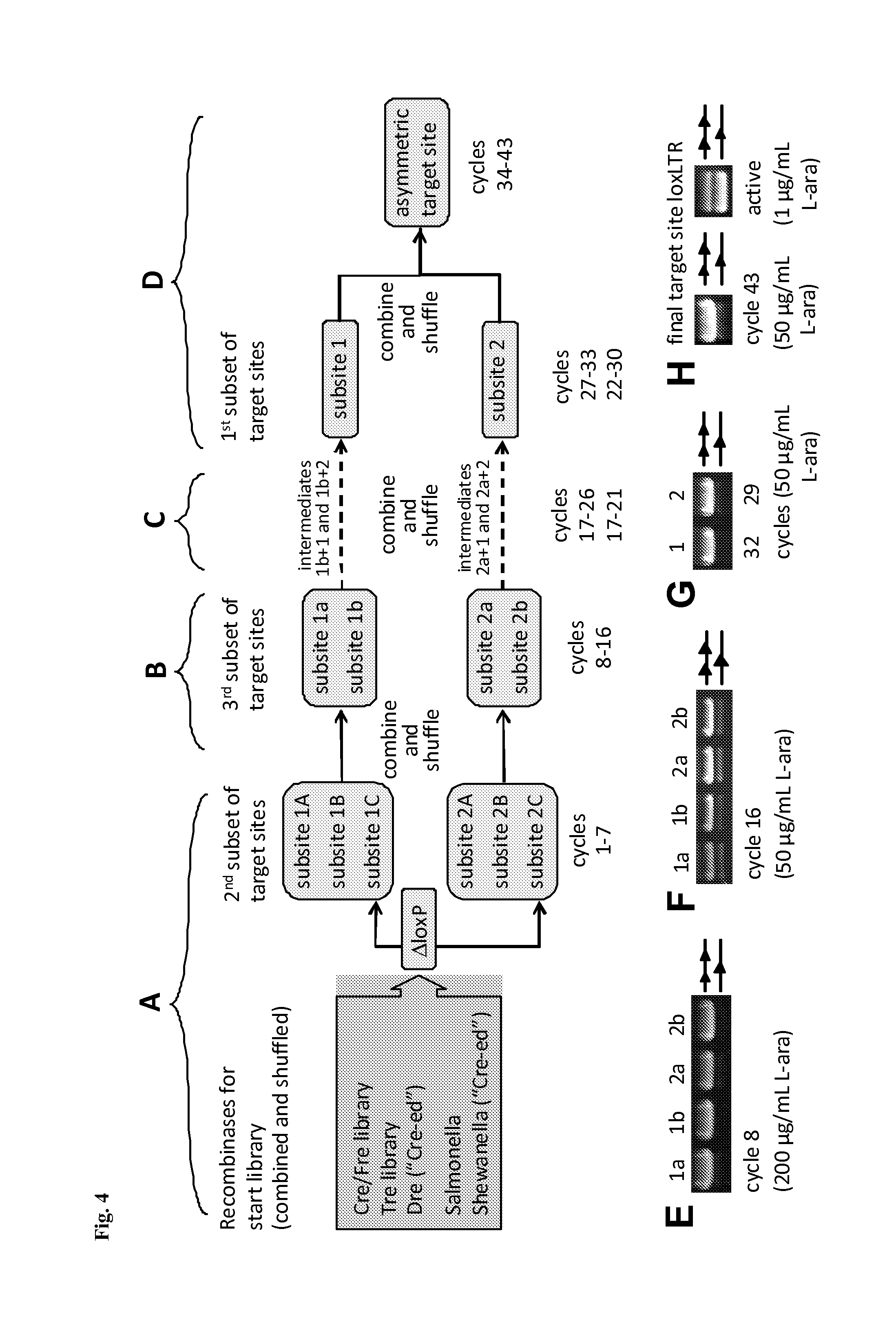 Tailored recombinase for recombining asymmetric target sites in a plurality of retrovirus strains