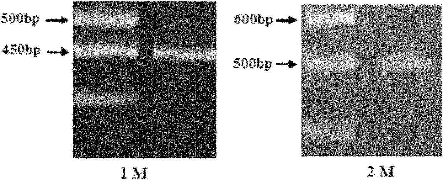 Anti-D-dimer monoclonal antibody and application thereof