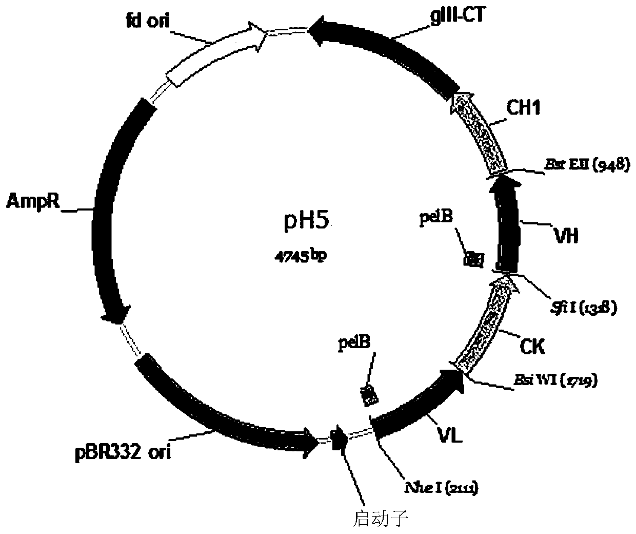 Anti-pd-1 antibodies, method for producing same and method for using same