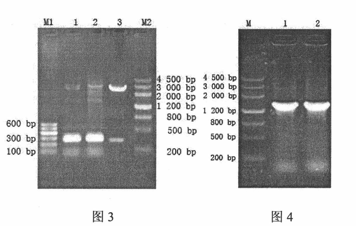 Apx I C gene deleted mutant strain of porcine infectious actinobacillus pleuropneumonia, construction method, vaccine and application