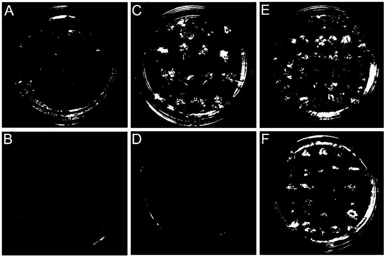 A method and medium formula for improving the germination rate of young wheat embryos