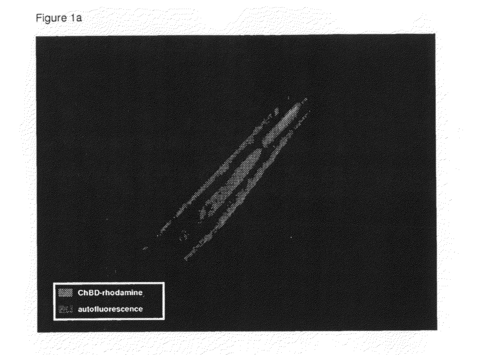 Methods for manufacturing plant cell walls comprising chitin