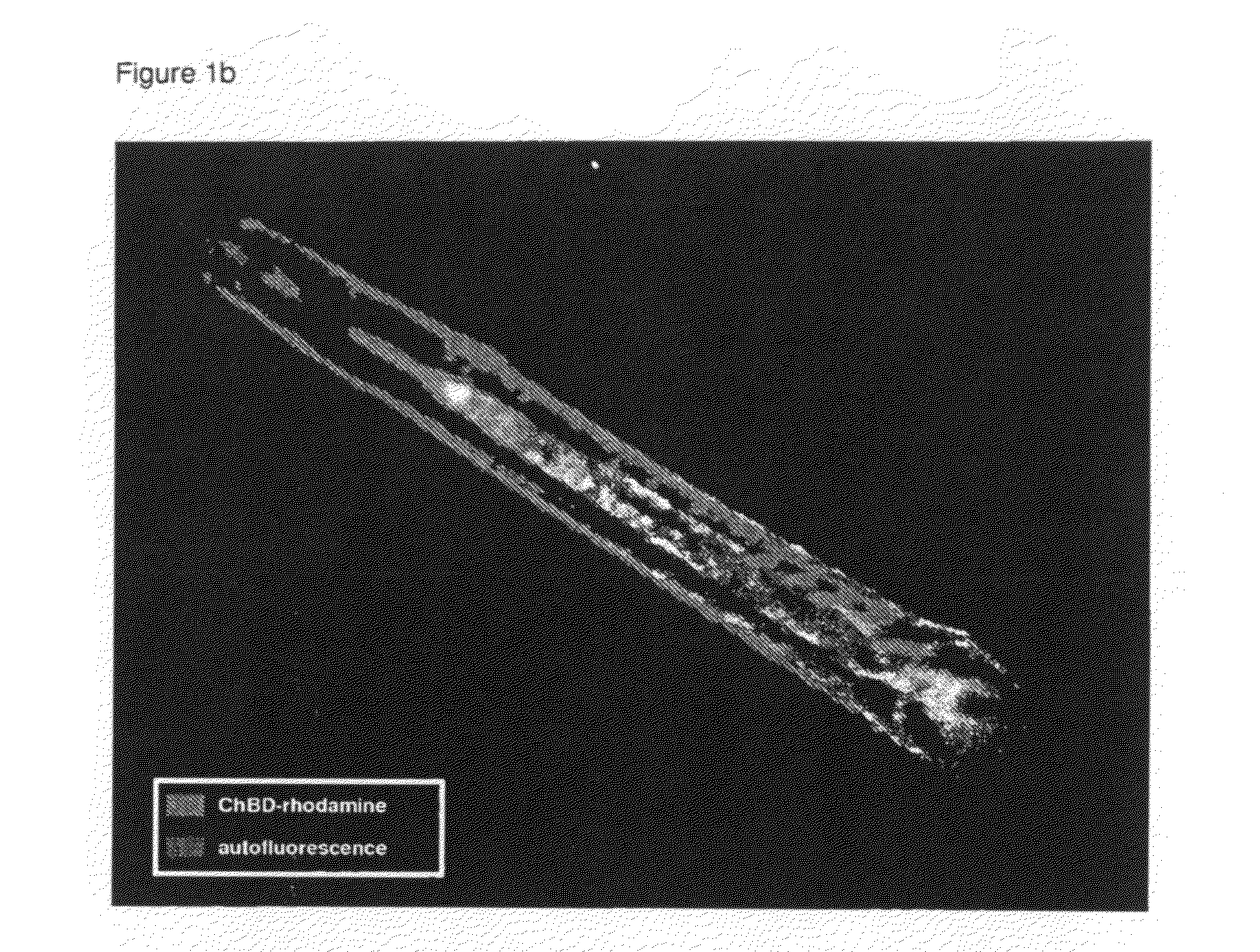 Methods for manufacturing plant cell walls comprising chitin