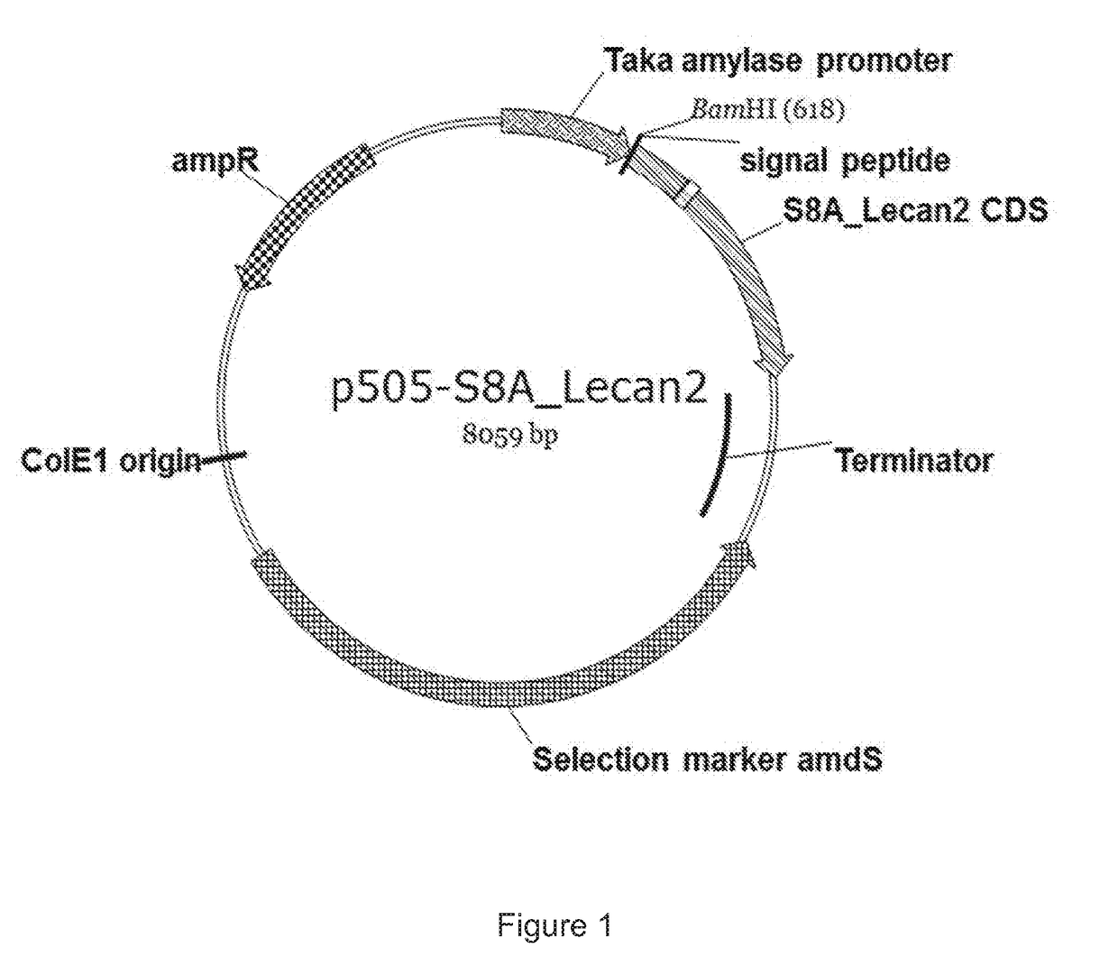 Polypeptides having protease activity and polynucleotides encoding same