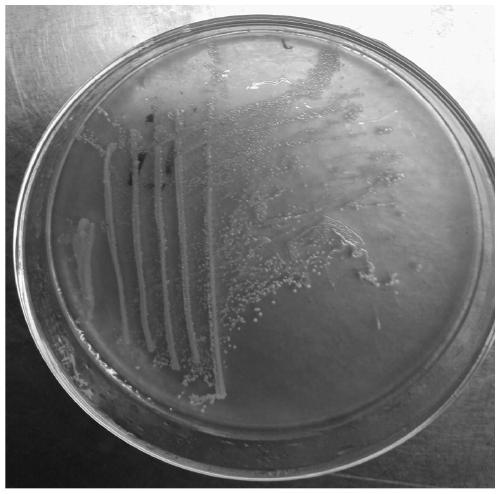 Lactobacillus plantarum wzmx-2 and its application and whey perry wine prepared