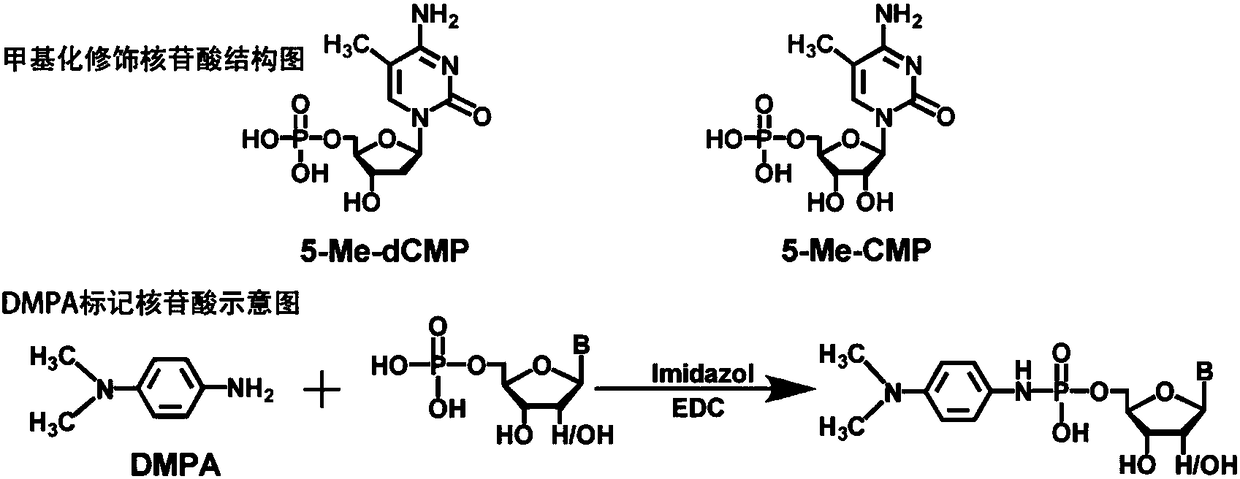 A Method of Chemical Labeling Combined with LC-MS and Its Application in Nucleotide Analysis