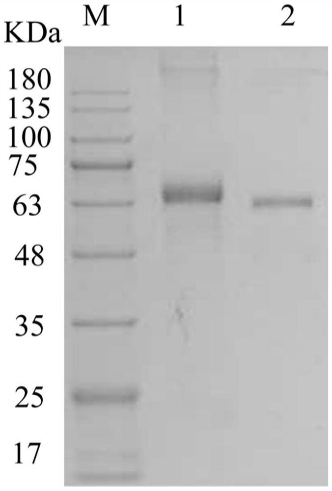 Preparation and application of zilpaterol hapten, complete antigen and monoclonal antibody