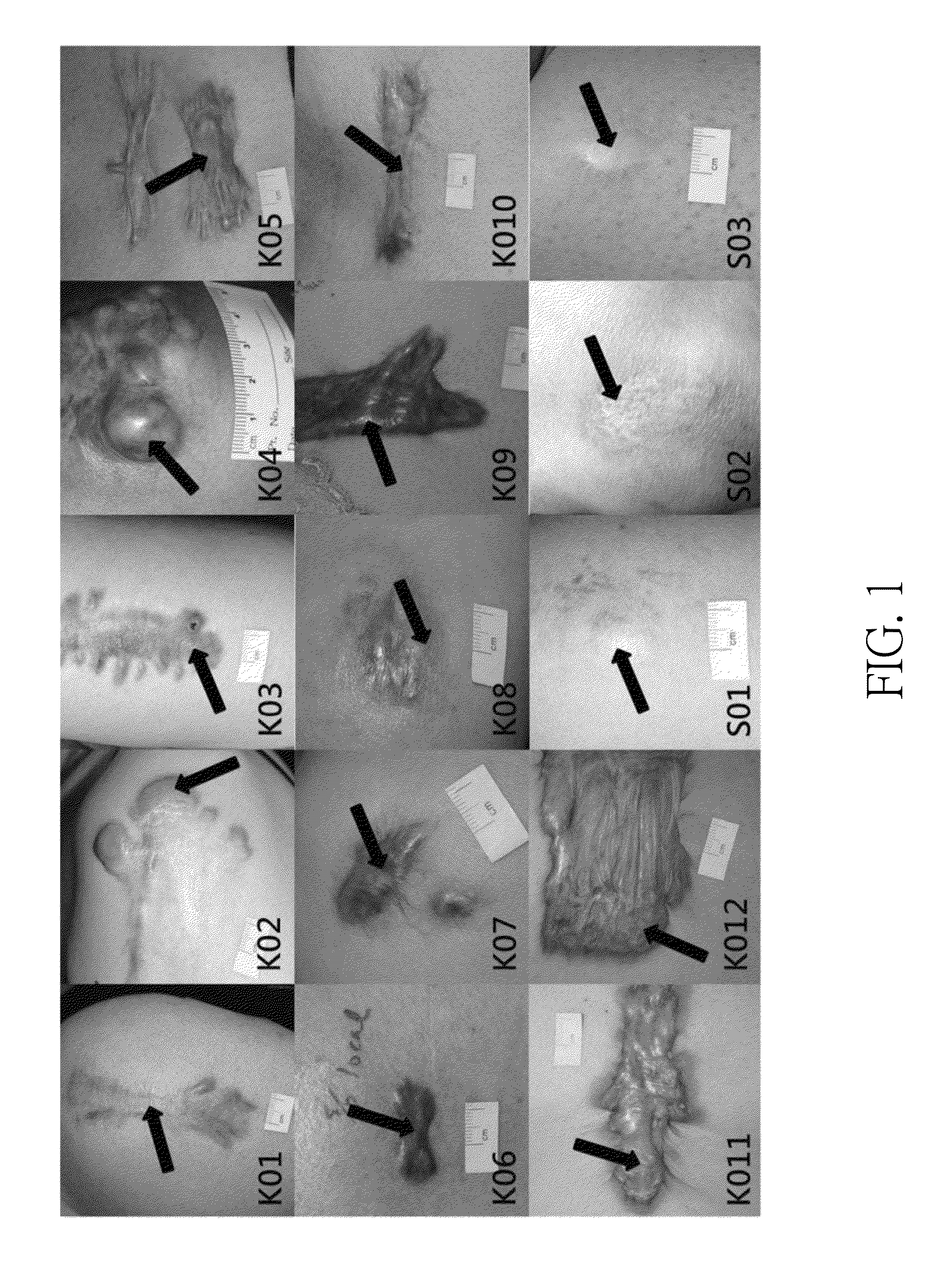 Method and optical system for evaluating concentrations of components in tissue