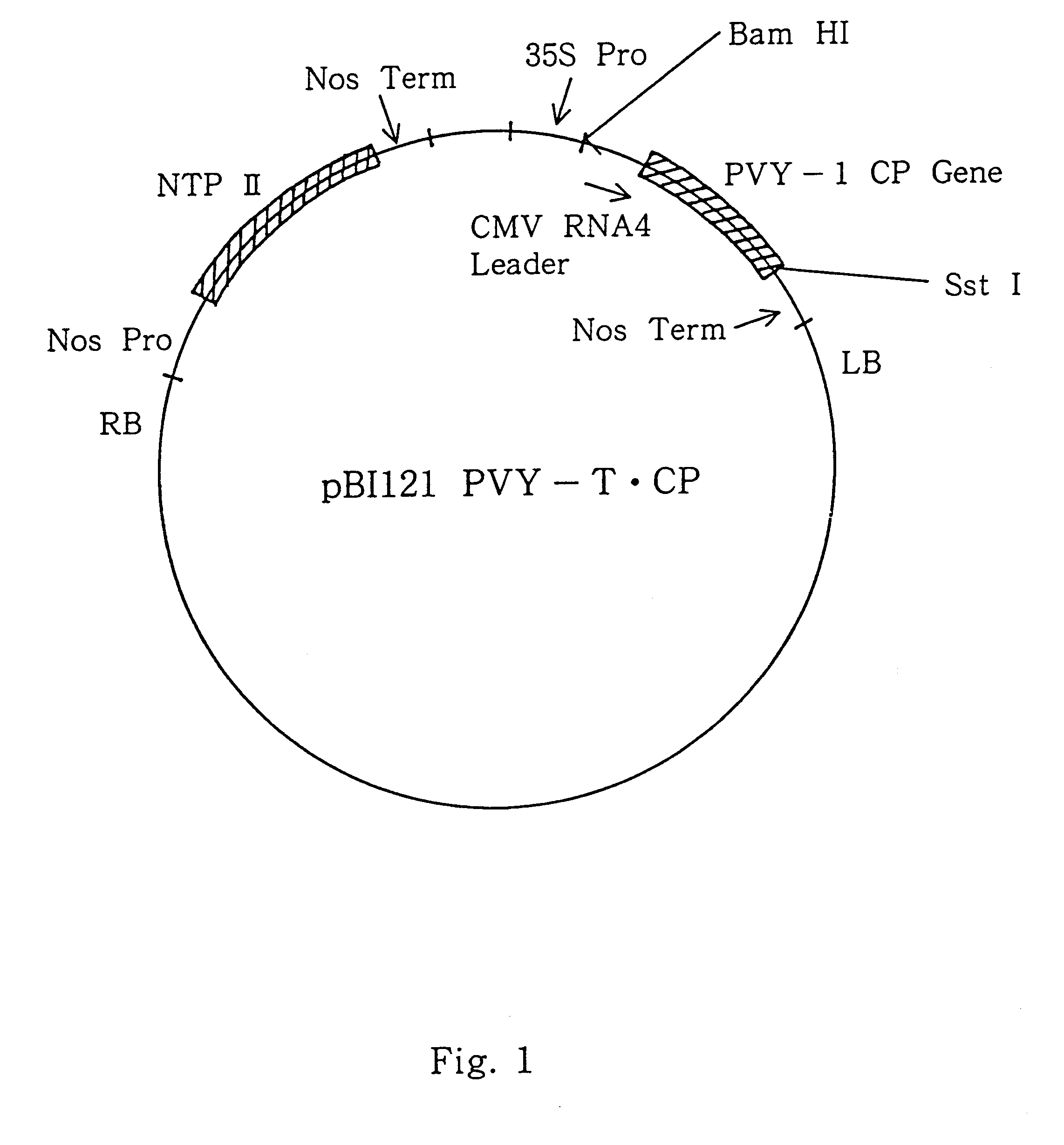 Recombinant vector, method for giving immunity against PVY-T to potato plant, and potato plant having immunity against PVY-T