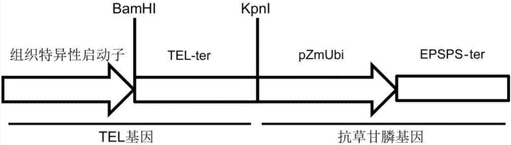 Application of TEL gene in regulation and control of agronomic characters of Zea mays