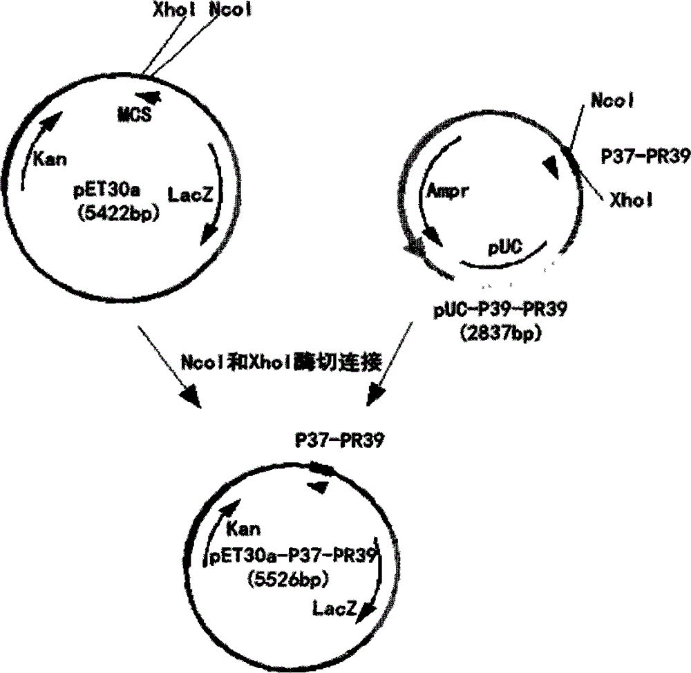 PAMP37-PR39 fused antibacterial peptide and preparation method thereof