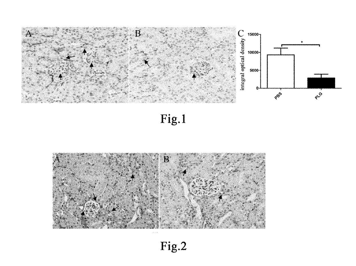 Method for preventing and treating drug-induced renal injury