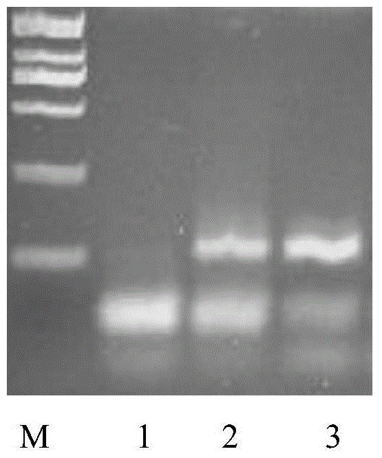 Hepatitis B virus detection method based on DNA (deoxyribonucleic acid) zyme probe