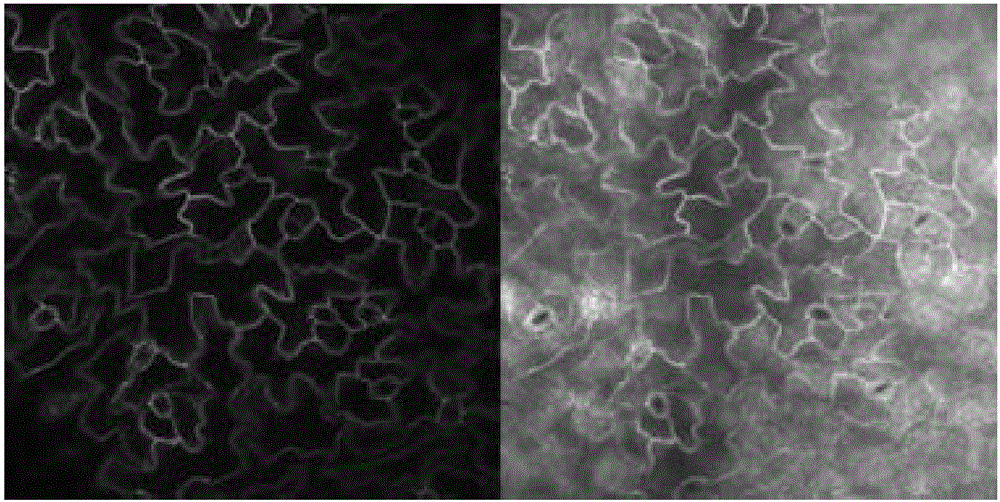 Microscopic observation method of plant tissues