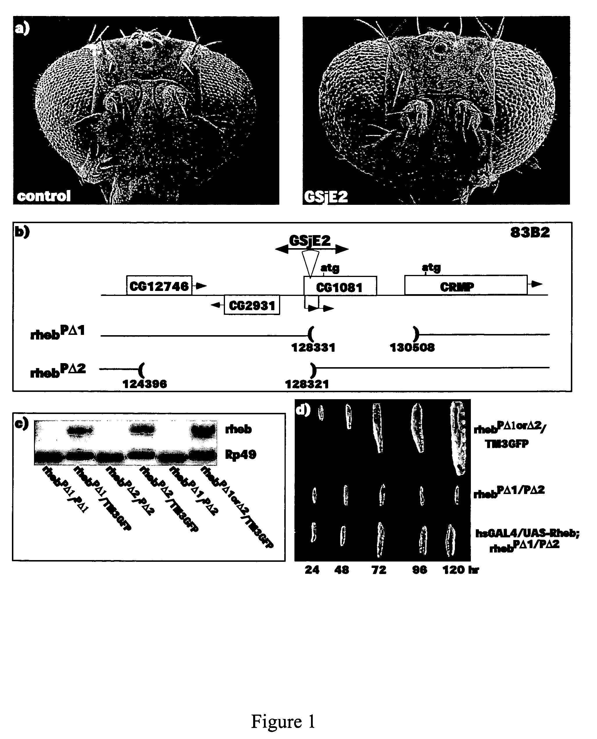 Methods for identifying Rheb effectors as lead compounds for drug development for diabetes and diseases associated with abnormal cell growth