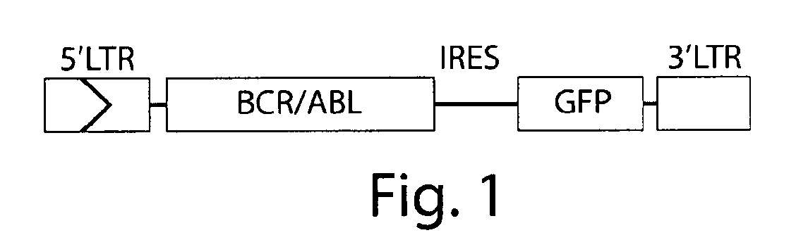 Irf-4 as a tumor suppressor and uses thereof