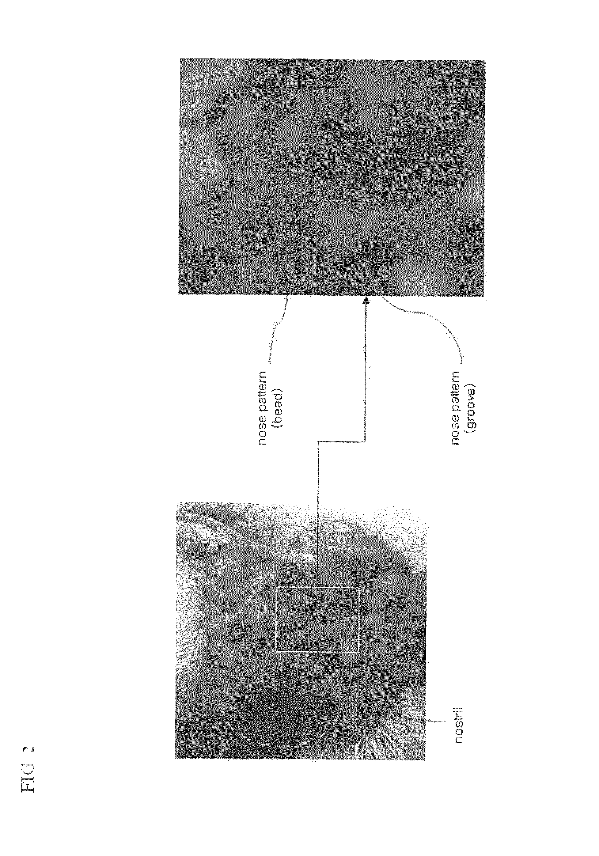 Device and method for recognizing animal's identity by using animal nose prints